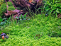 Preview: Kuba-Perlkraut - Hemianthus callitrichoides 'Cuba' in vitro -